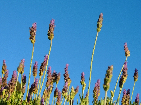 Nature grass plant prairie Photo