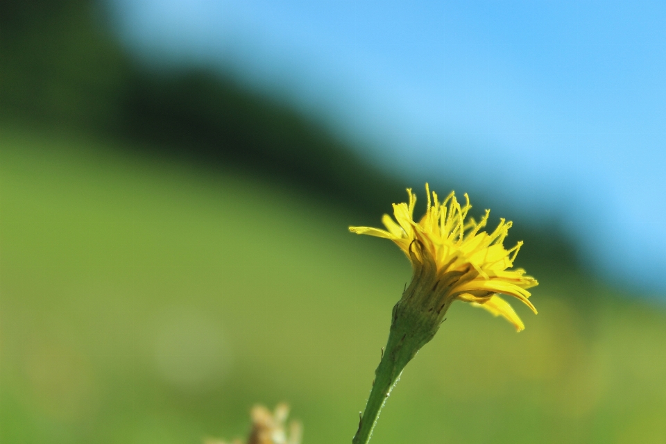 Paesaggio natura foresta erba