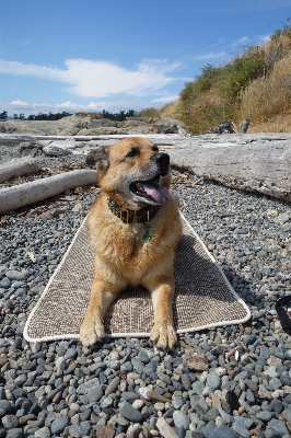 Okyanus köpek yavrusu memeli Fotoğraf