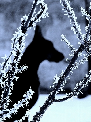 Photo Arbre bifurquer neige hiver