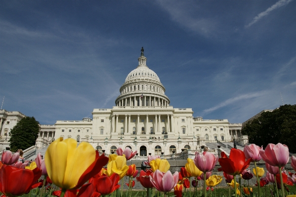 Flower monument landmark tourism Photo