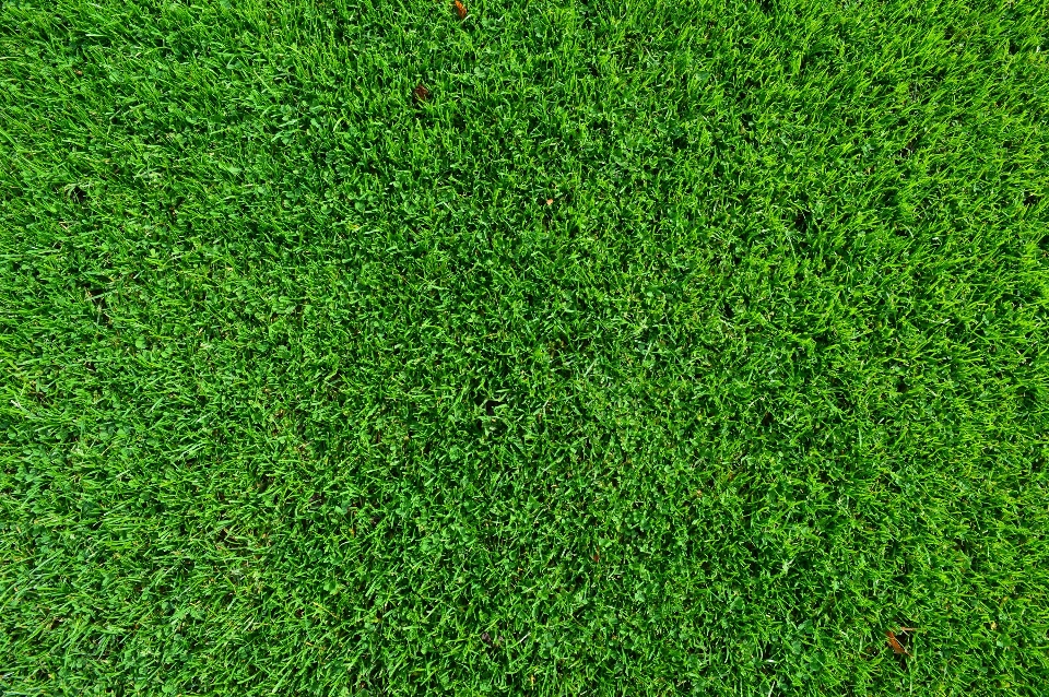 Grass plant field lawn