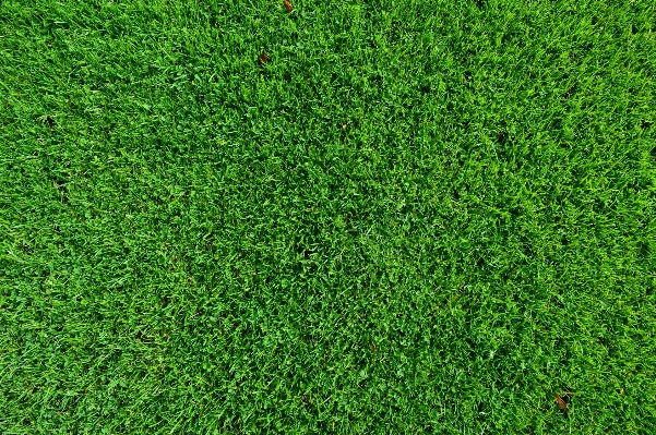 Grass plant field lawn Photo