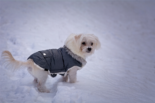 雪 冬 白 甘い 写真