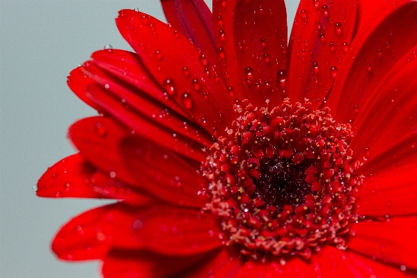 Water blossom plant photography Photo