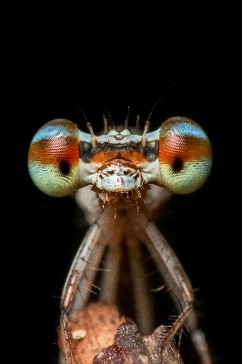 Foto Alam fotografi terbang margasatwa