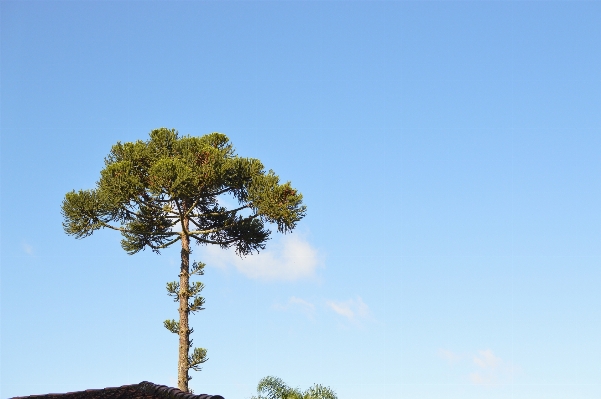 Tree nature branch plant Photo