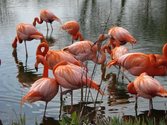 Photo Nature oiseau animal faune