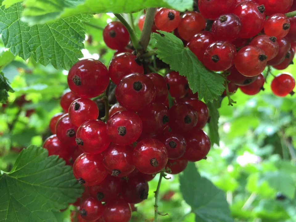 Usine fruit baie doux