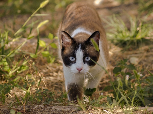 Photo Nature herbe chaton chat