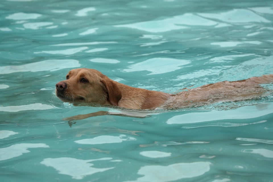 Mar perro mascota mamífero