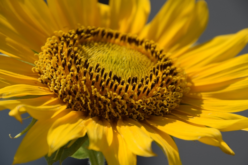 Nature blossom plant flower