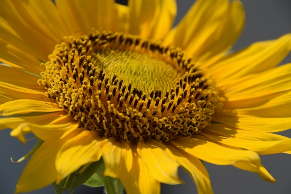 Foto Natura fiore pianta petalo