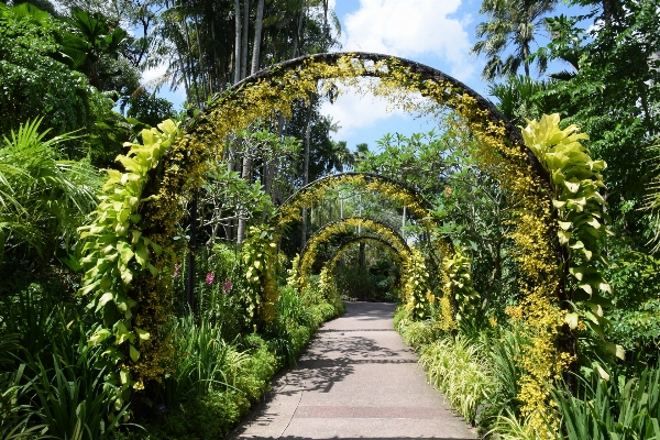 Flower arch jungle botany Photo