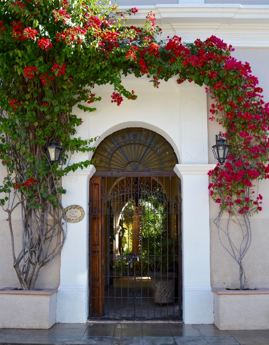 Die architektur haus blume fenster