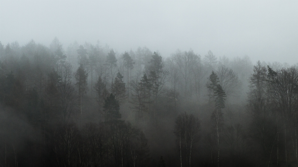 Landscape tree nature forest