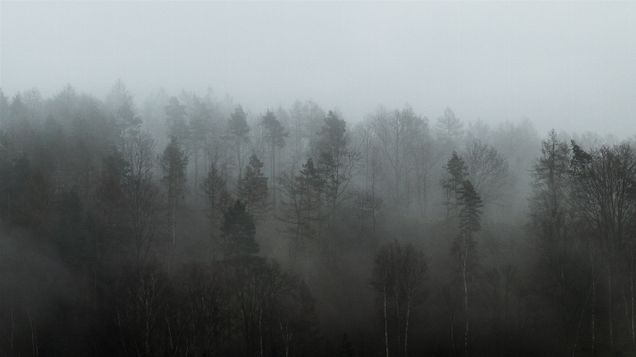 Landscape tree nature forest Photo