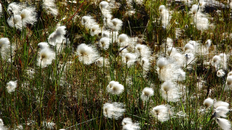 Landschaft natur gras sumpf