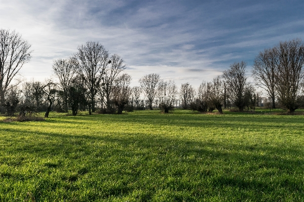 Landscape tree nature grass Photo