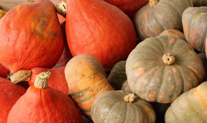 Fall food harvest produce Photo