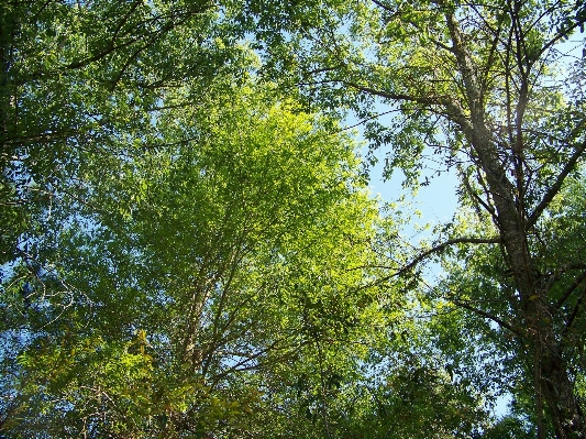 Landscape tree nature forest Photo