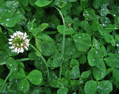 Blüte anlage wiese
 blatt Foto