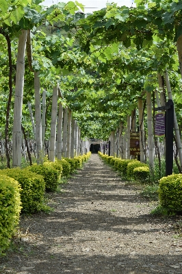 木 自然 道 植物 写真