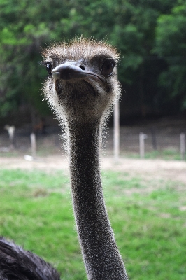 鳥 ピーク 野生動物 動物園 写真