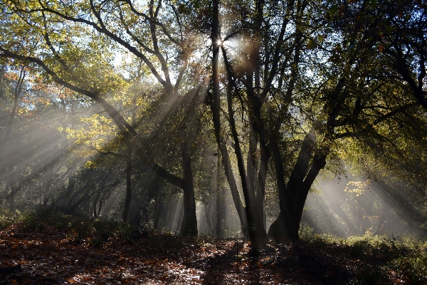 Landscape tree nature forest Photo