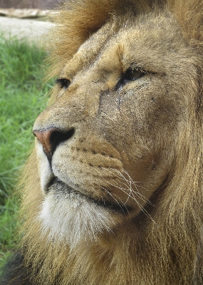 Photo Faune sauvage zoo chat