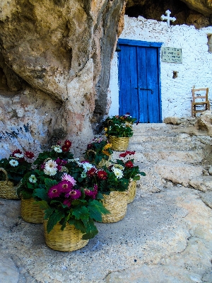 Rock plant flower wall Photo