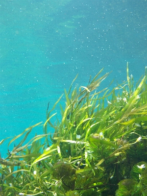 Beach water underwater green Photo