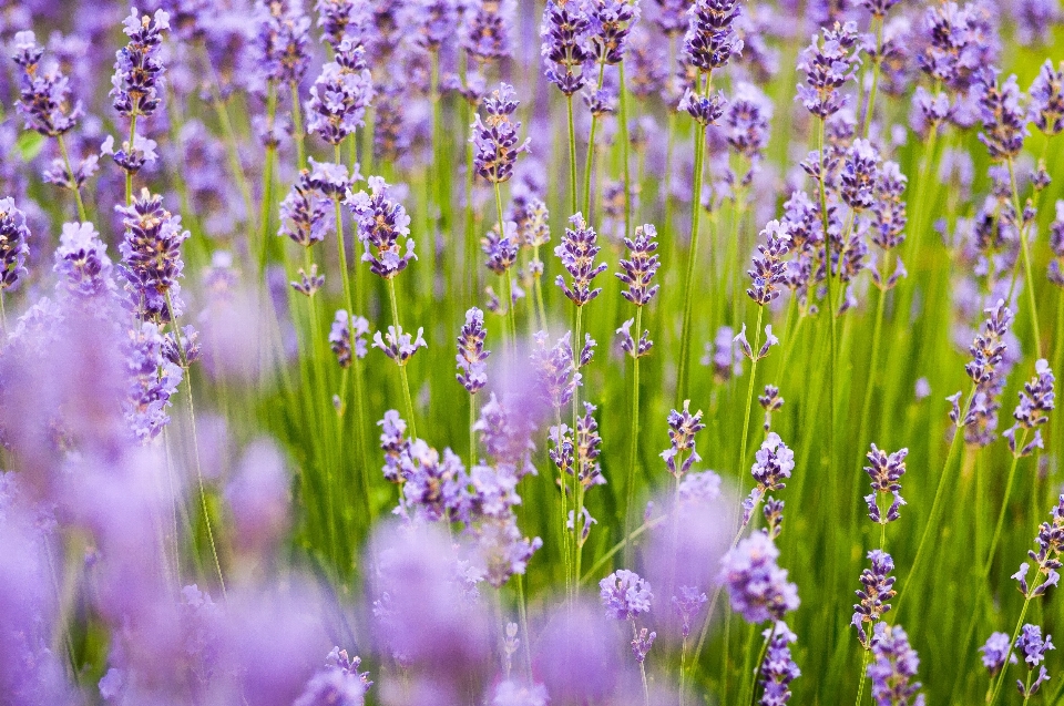 Natur gras blüte anlage