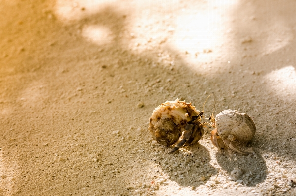 Beach sand photography warm Photo