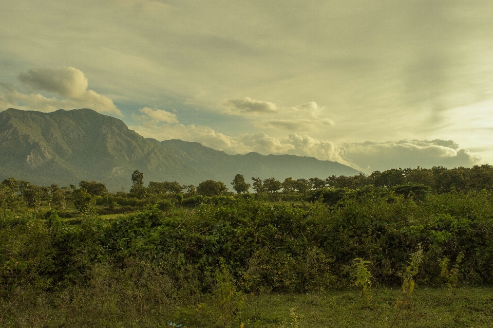 Landscape tree nature forest