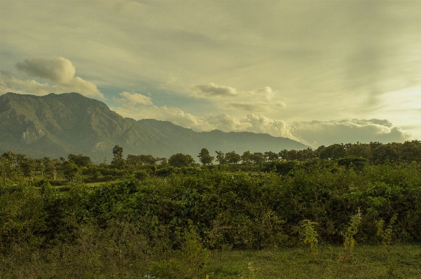 Landscape tree nature forest Photo