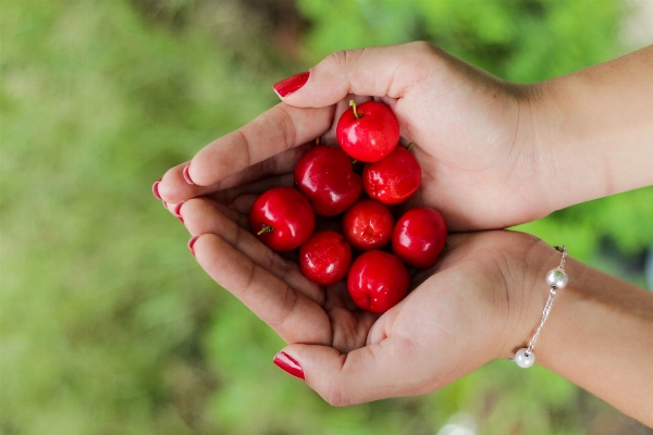 Hand apple plant fruit Photo