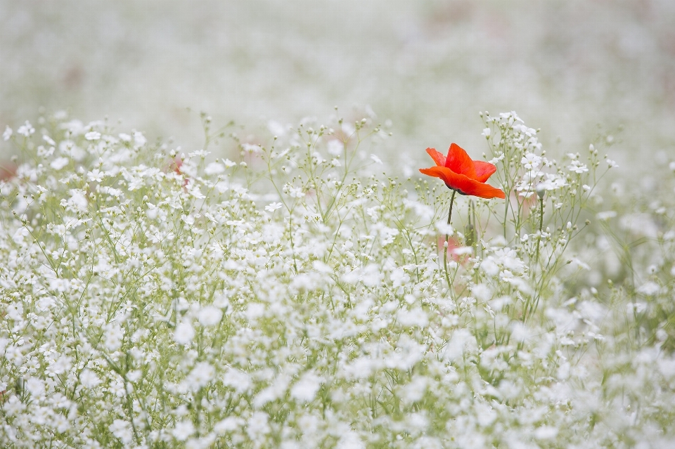 Nature grass blossom plant