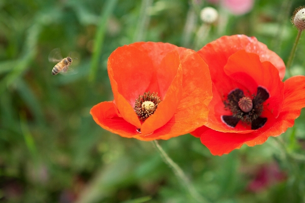 Nature plant meadow flower Photo