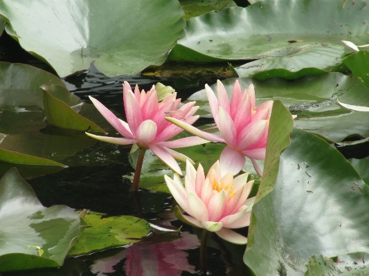 Foto Planta flor pétalo botánica
