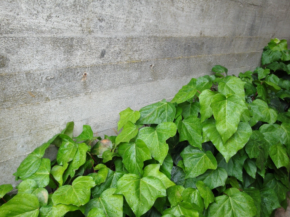 Plant leaf flower wall