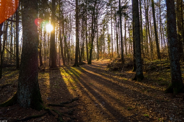 Landscape tree nature forest Photo