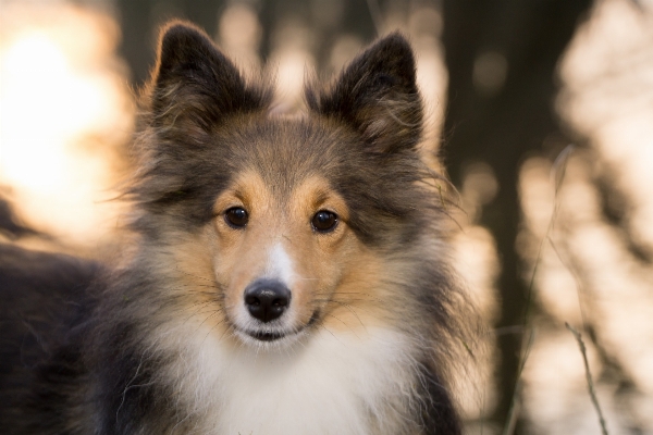 Sunset dog collie mammal Photo