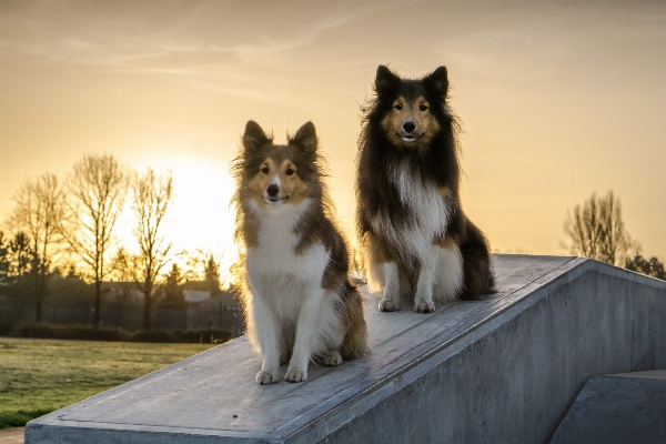 Sunrise dog sitting mammal Photo