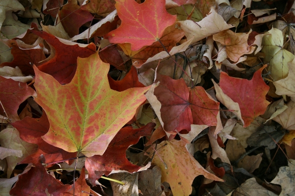 Tree nature plant leaf Photo