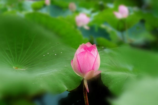 Nature blossom plant leaf Photo