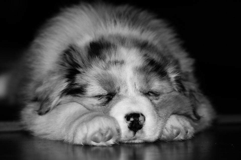 Schwarz und weiß
 fotografie welpe hund