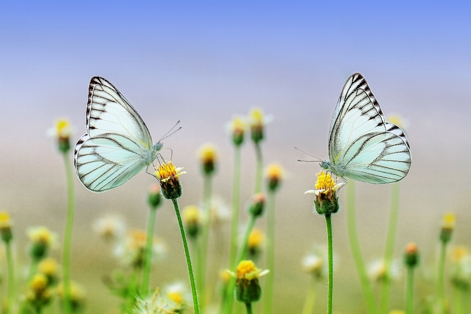 Nature grass outdoor wing