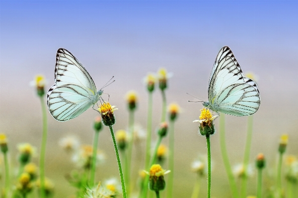 Nature grass outdoor wing Photo