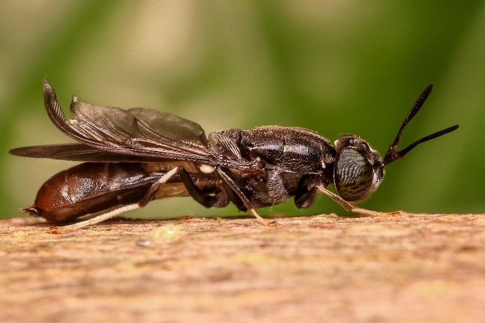 Animal volar insecto macro